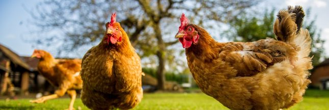 Saviez-vous que les poules communiquaient ?