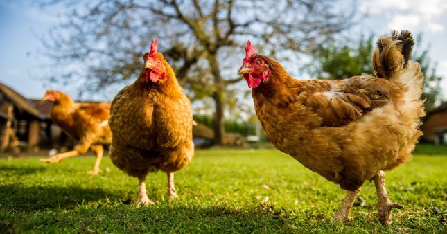 Saviez-vous que les poules communiquaient ?
