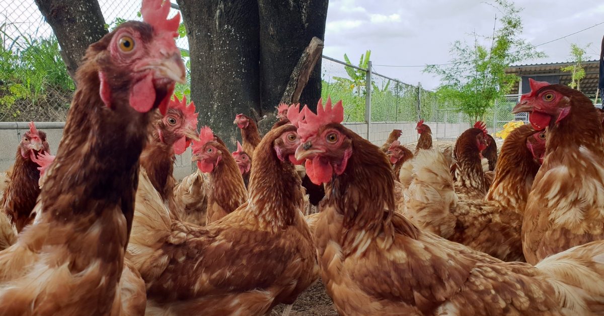 Et si vous achetiez des poules pour les sauver de l’abattoir ?
