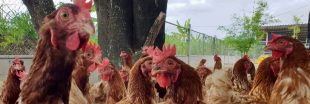 Et si vous achetiez des poules pour les sauver de l'abattoir ?