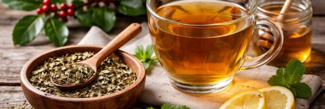 Qu'est-ce que Yaupon ?