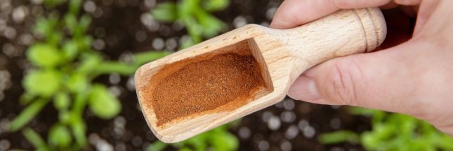 la cannelle au jardin astuce de jardinier