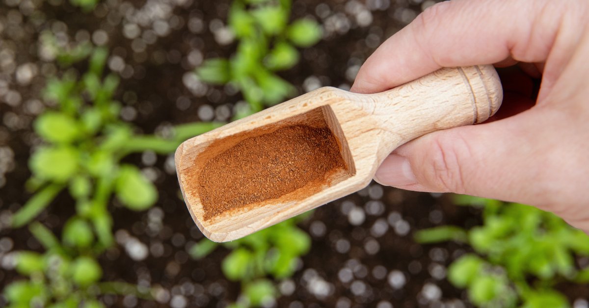 Cannelle au jardin : l'astuce de grand-mère qui protège vos plantes naturellement