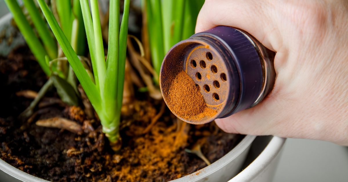 La cannelle, un atout santé pour votre jardin