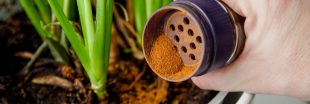 La cannelle, un atout santé pour votre jardin La cannelle, un atout santé pour votre jardin