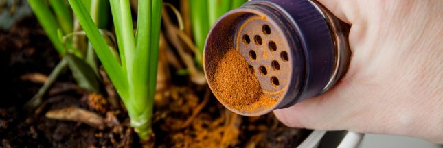 la cannelle au jardin