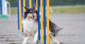 Quelles sont les 5 races de chiens idéales pour débuter le sport canin ?