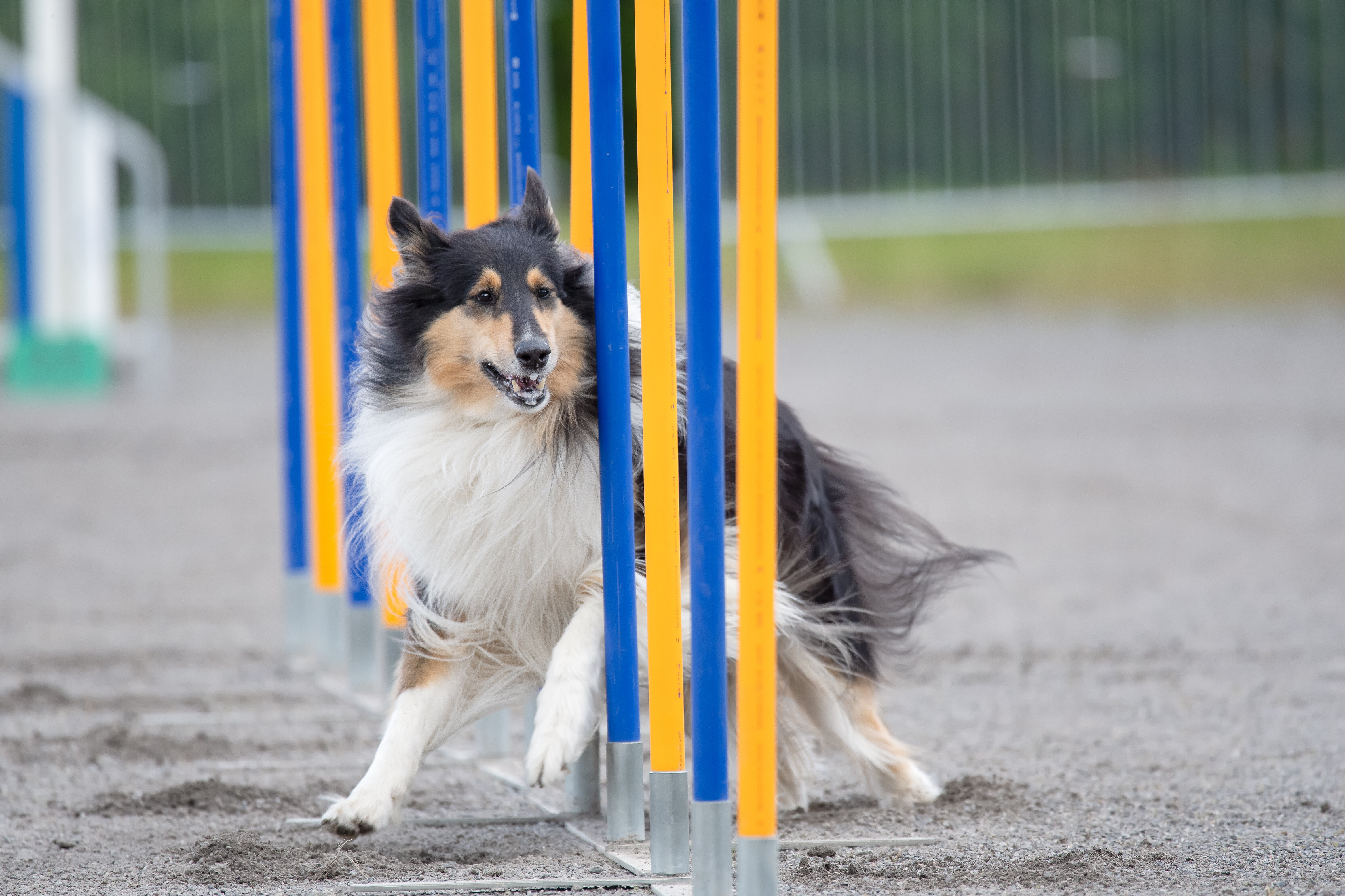 Quelles sont les 5 races de chiens idéales pour débuter le sport canin ?