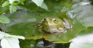 Comment attirer les grenouilles dans son jardin naturellement