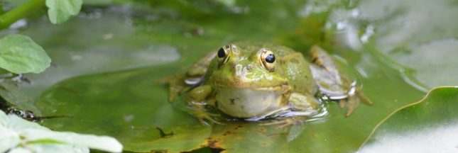 Comment accueillir les grenouilles dans notre jardin ?