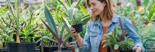 Comment bien choisir une plante en pot ?