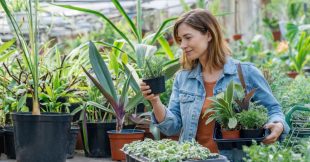 Comment bien choisir une plante en pot ?
