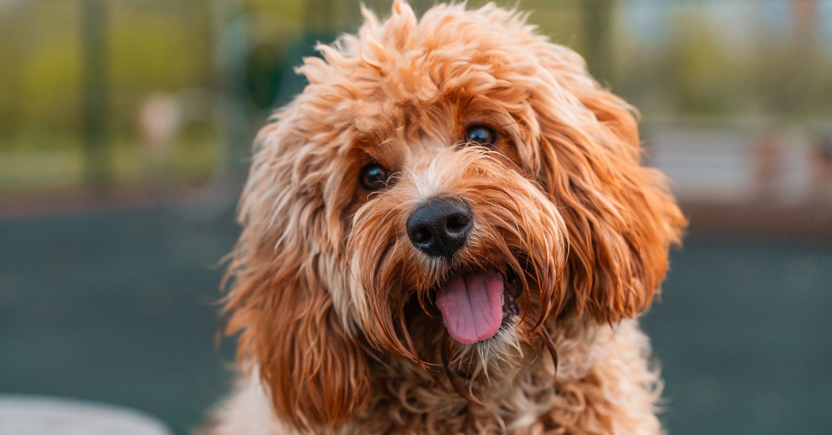 regard de chien et communication