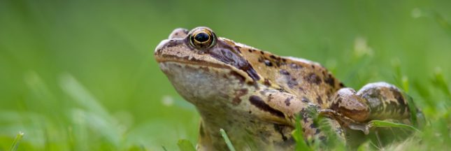 Crapauds : comment les aider au printemps facilement Crapauds : comment les aider au printemps facilement
