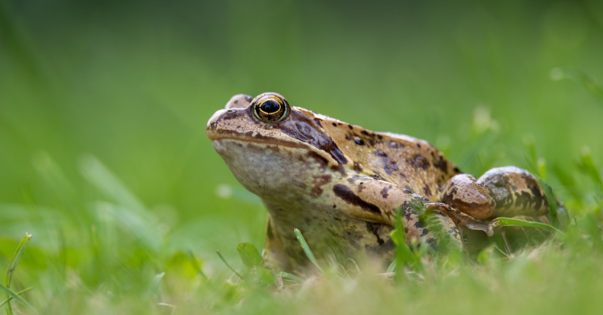 Crapauds : comment les aider au printemps facilement