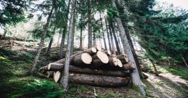 Forêts françaises : que dit la nouvelle étude de Carbone 4 sur le rôle de la filière forêt-bois face au changement climatique ?