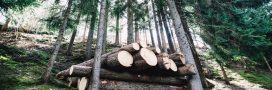 Forêts françaises : que dit la nouvelle étude de Carbone 4 sur le rôle de la filière forêt-bois face au changement climatique ?