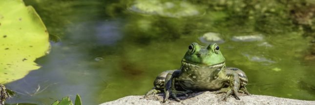 Comment accueillir les grenouilles dans notre jardin ?