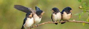 Biodiversité : les hirondelles font-elles encore le printemps ?
