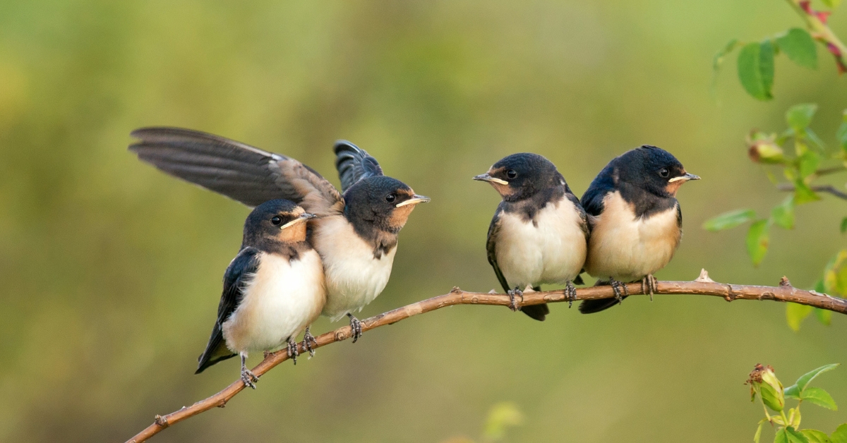 Biodiversité : les hirondelles font-elles encore le printemps ?