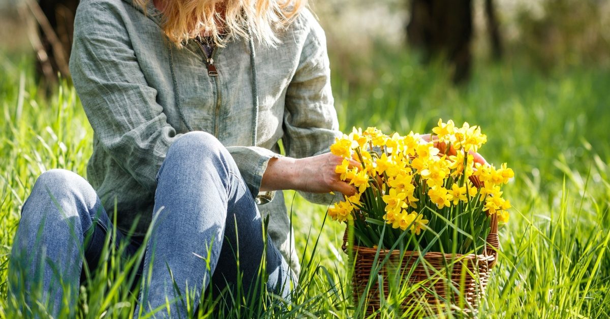 Des jonquilles ou des narcisses dans votre jardin ?