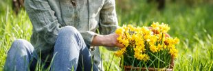 Des jonquilles ou des narcisses dans votre jardin ?