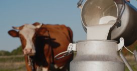 Quel avenir pour le lait durable ?