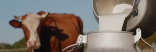 Quel avenir pour le lait durable ?