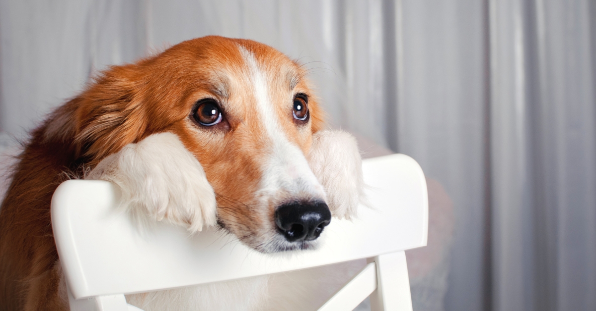 Les chiens comprennent-ils vraiment ce qu'on leur dit ? Les chiens comprennent-ils vraiment ce qu'on leur dit ?