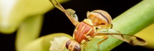 Ces nouveaux insectes nuisibles ravageurs qui menacent nos écosystèmes