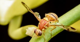 Ces nouveaux insectes nuisibles ravageurs qui menacent nos écosystèmes Ces nouveaux insectes nuisibles ravageurs qui menacent nos écosystèmes