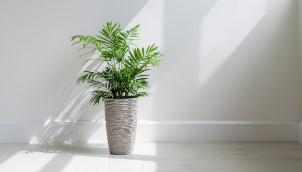 palmier à datte dans un pot à l'intérieur d'une maison