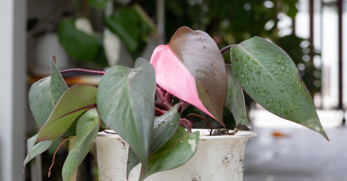 6 plantes vertes qui ne craignent pas les intérieurs sombres