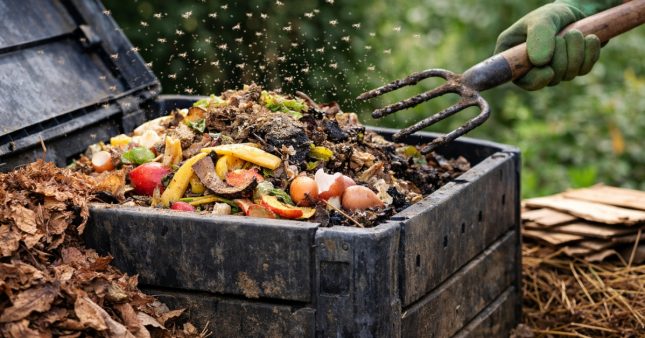 Compost : comment se débarrasser des moucherons ? Compost : comment se débarrasser des moucherons ?
