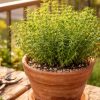 Plantes aromatiques : comment faire pousser de la sarriette