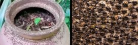 Spirale de la mort : pourquoi les fourmis tournent en rond jusqu’à mourir