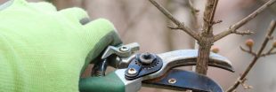 Taille des arbres fruitiers : tous les conseils pour bien s'y prendre