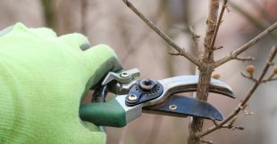 Taille des arbres fruitiers : tous les conseils pour bien s'y prendre Taille des arbres fruitiers : tous les conseils pour bien s'y prendre