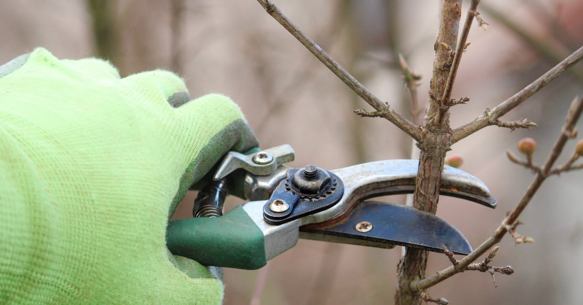 Taille des arbres fruitiers : tous les conseils pour bien s'y prendre Taille des arbres fruitiers : tous les conseils pour bien s'y prendre