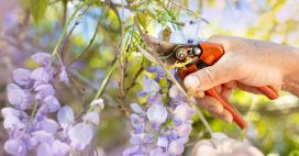 Ce qu’il faut savoir pour réussir la taille de la glycine