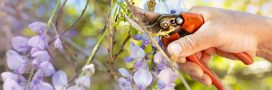 Ce qu'il faut savoir pour réussir la taille de la glycine