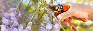 Ce qu'il faut savoir pour réussir la taille de la glycine