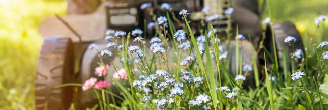 quand commencer à tondre sa pelouse au printemps ?