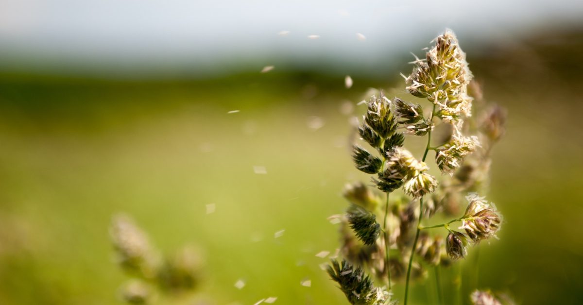 Allergies : attention, vague massive de pollens cette semaine