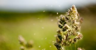 Allergies : attention, vague massive de pollens cette semaine