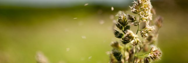 retour du pollen en france