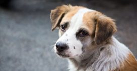 Abattage des chiens errants dans l’Aveyron, les défenseurs des animaux s’indignent