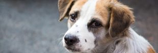 Abattage des chiens errants dans l'Aveyron, les défenseurs des animaux s'indignent