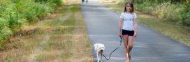 Promenade : en forêt, n’oubliez pas la laisse du chien (sous peine d’amende) !