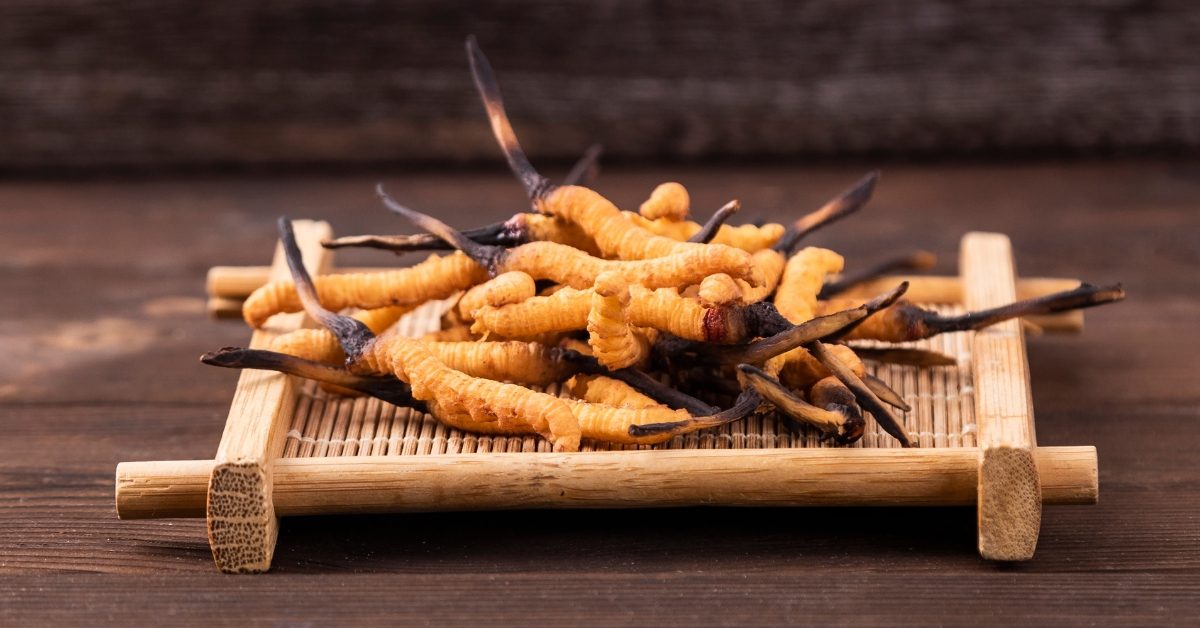 Le cordyceps, le champignon vitalité